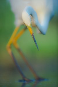 Grand Prix du Concours Photo International 2016 - Tokolyi Csaba