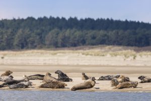 La colonie de phoques veaux marins - Stéphane BOUILLAND