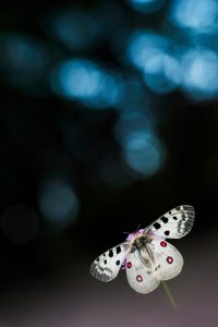 Apollo Time - Thomas Delahaye