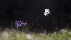 L'envol - Thomas Delahaye