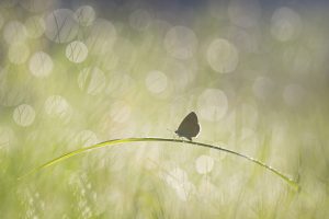 Féerie pour un monde petit - Thomas Delahaye