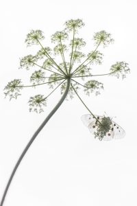 Fireworks of Apollon - Thomas Delahaye