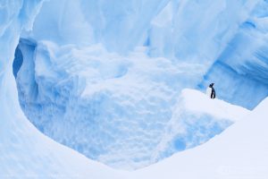 Antarctique avec Photographes du Monde & Benoist Clouet - Ole Jurgen