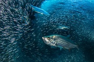 Tarpons de l'Atlantique chassant dans un banc d'Athérine - Alex Mustard/Naturepl.fr