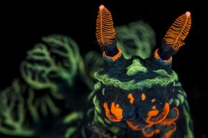 Nembrotha de Kubary, nudibranche - Alex Mustard/Naturepl.fr