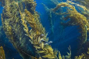 Otarie de Californie dans une forêt de varechs géants - Alex Mustard/Naturepl.fr