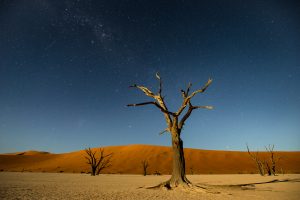Acacia du deadvlei sous les étoiles au lever de lune - Mathieu Pujol