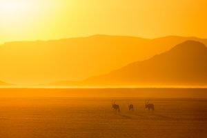 Oryxs au lever du jour - Mathieu Pujol