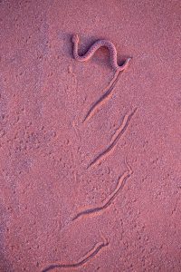 Vipère de Peringuey dans le désert du Namib - Mathieu Pujol