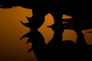 Rhinocéros au coucher du soleil - Mathieu Pujol