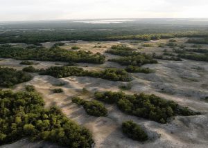 Forêt de Letea, Ultima Frontiera Reserve (Roumanie, Delta du Danube) - SKUA Nature Group