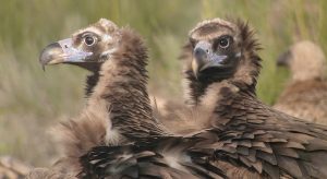 Vautour moine, Parc National de Monfrague (Espagne) - SKUA Nature FRANCE