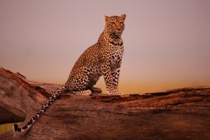 Léopard Kenya - Tony Crocetta