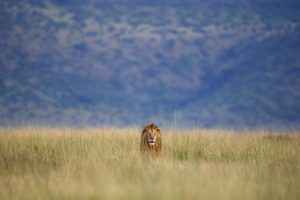 Lion Masai-Mara - Tony Crocetta