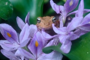 Hyla Crepitans Venezuela - Tony Crocetta