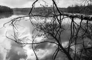 Lac du Der, histoires d'arbres - Pascal Bourguignon