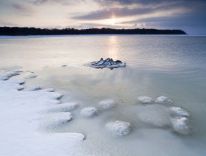 Lac du Der, histoires d'arbres - Pascal Bourguignon