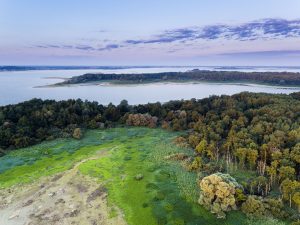 Lac du Der, histoires d'arbres - Pascal Bourguignon