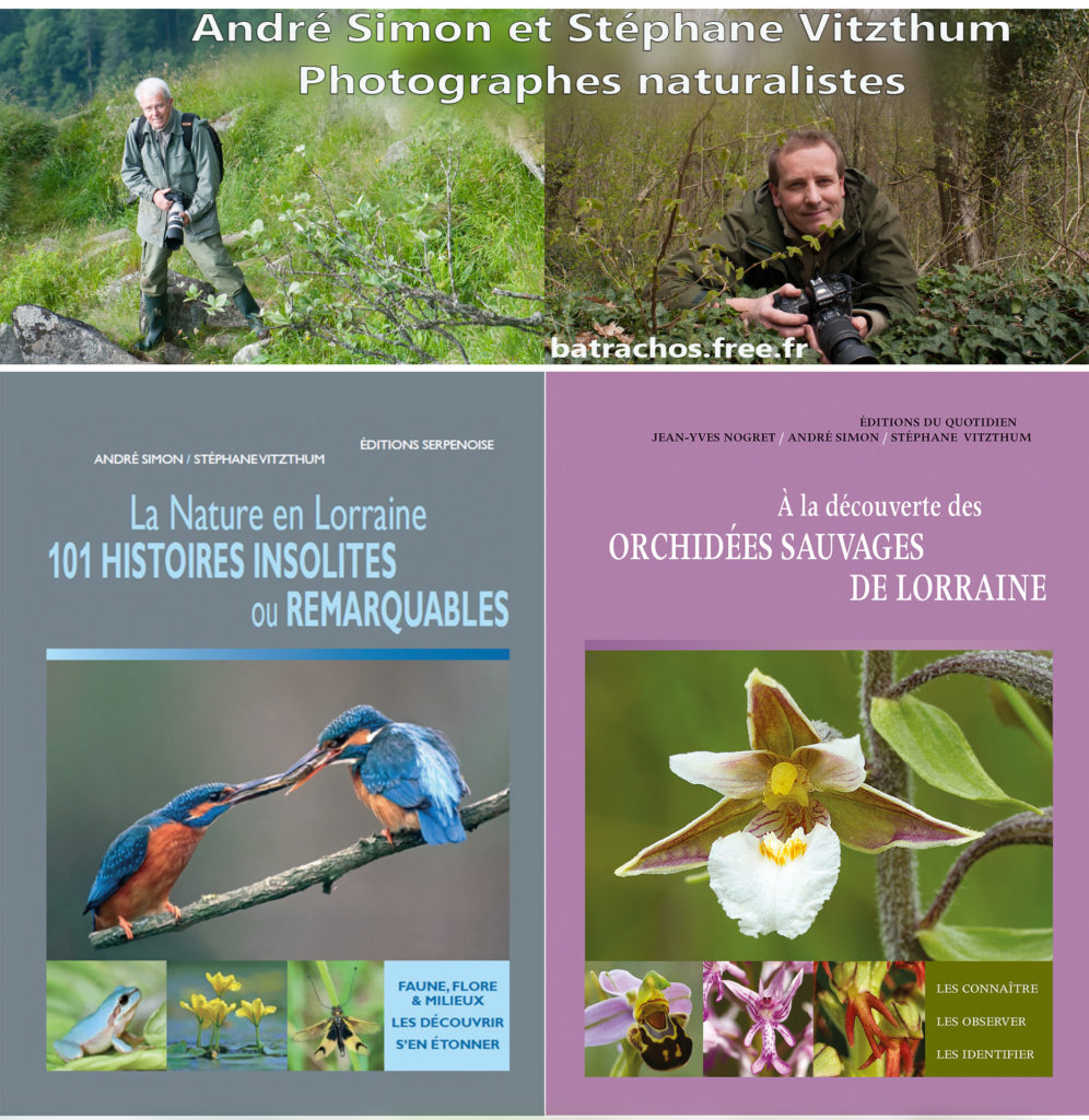 173_2016_09_expoasimonsvitzthum_logoportrait.jpg -