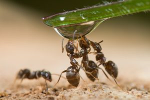 PRINTEMPS ; les fourmis ont soif - Stéphane Vitzthum