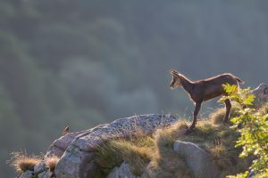 AUTOMNE ; rencontre inattendue entre un chamois et un rouge-queue noir - André Simon