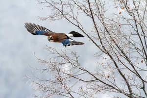 HIVER ; geai des chênes - André Simon