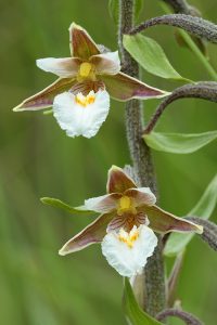 PRINTEMPS ; épipactis des marais - André Simon