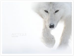 Arctique -