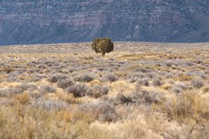 Montier Photo Festival
