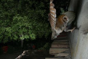 CHOUETTE a la Barriere IR JAMA - JARDEL & SCHMITT