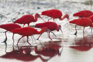 Ibis rouges, Venezuela - Bruno Pambour