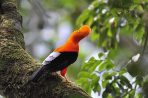 Coq de roche des Andes, Venezuela - Bruno Pambour