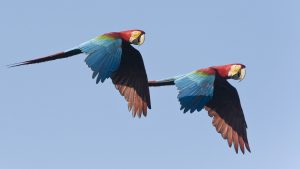 Aras chloroptères, Pérou - Bruno Pambour