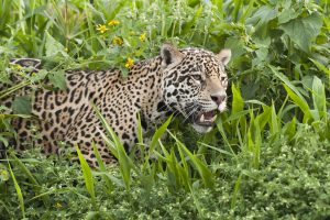 Jaguar, Brésil - Bruno Pambour