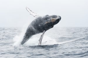 Baleine à bosse, Equateur - Bruno Pambour