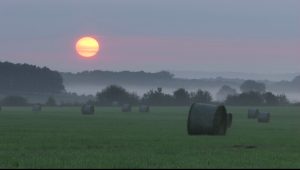 l'odeur de l'herbe coupée 3 - franck vigna
