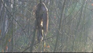 l'odeur de l'herbe coupée 2 - franck vigna