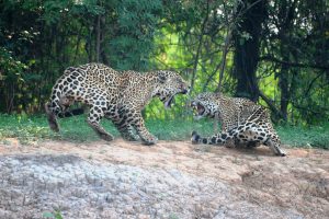 Jaguar du Pantanal - Hervé Fourneau