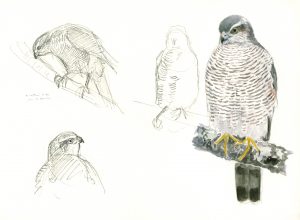 Epervier, croquis et aquarelle - Jean Chevallier
