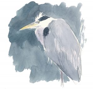 Héron cendré, aquarelle - Jean Chevallier