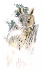 Moyen-duc, aquarelle - Jean Chevallier