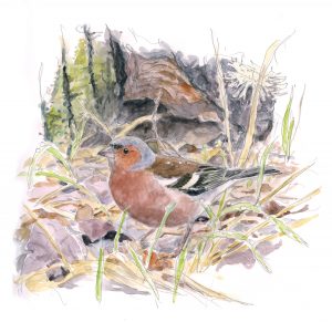 Pinson des arbres, aquarelle - Jean Chevallier