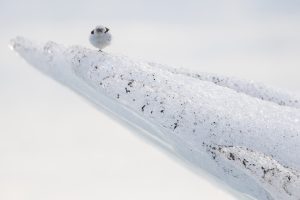 Bruant des neiges - Alain Balthazard