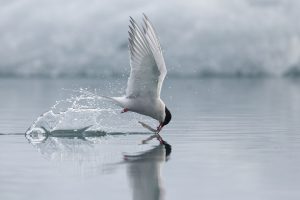 Sterne arctique - Alain Balthazard