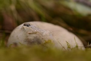 Montier Photo Festival
