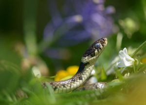 Montier Photo Festival