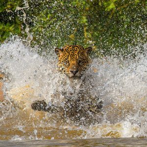 Jaguar - libres de droits