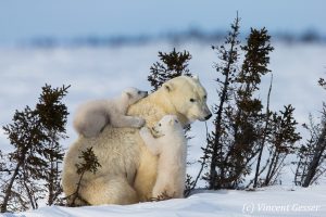 Montier Photo Festival