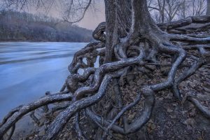 Spring day 35 Roots, Mississippi river - Jim Brandenburg