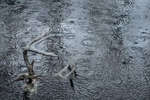 Spring day 52 Snake and deer skull in rain - Jim Brandenburg